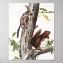Search for zoology posters Mammal