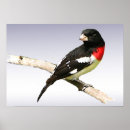 Search for rose breasted posters Grosbeak
