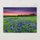 Search for texas bluebonnet postcards Lupine