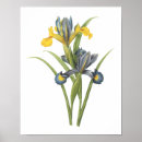 Search for iris painting posters Bouquet
