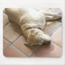 Search for high angle view electronics One animal