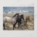 Search for mustang wild horses postcards Bob langrish