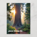 Search for sherman postcards General sherman tree