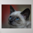 Search for siamese posters Animal