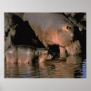 Search for hippopotamuses posters Africa