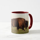 Search for buffaloes mugs Nature