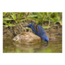 Search for backyard birds posters Grosbeak