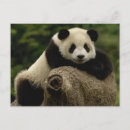 Search for giant sympathy cards Habitat loss