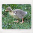 Search for goslings mousepads Bird