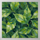 Search for varies Green