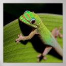 Search for gecko posters Hawaii