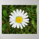 Search for single flower art Wildflower