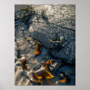 Search for seaweed posters Seaside
