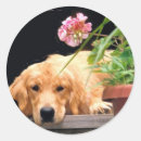 Search for golden flowers stickers Dog
