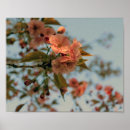 Search for malus Crabapple