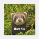 Search for ferret magnets Funny