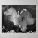 Search for alba posters White
