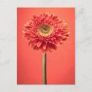 Search for red daisy postcards Nature