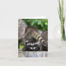 Search for adorable panda cards Racoon