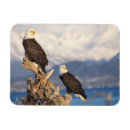 Search for haliaeetus magnets Homer