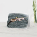 Search for pelicans cards Flying