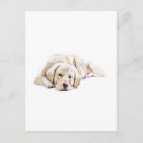 Search for golden retriever cards Cute