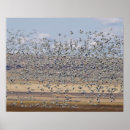 Search for migrate Goose