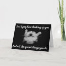 Search for ragdoll cat cards Photography