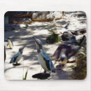 Search for bird family electronics Wildlife