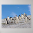 Search for antarctic ocean posters Bird