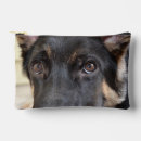 Search for german shepherd accessories Puppy