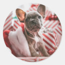 Search for red bull stickers Pet