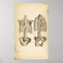 Search for bone posters Anatomical