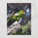 Search for native bird postcards Parrot