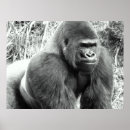 Search for wild apes art Gorillas