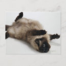 Search for himalayan cat postcards Animal