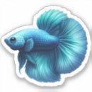 Search for betta fish Blue
