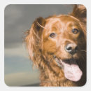 Search for brown eye stickers Outdoors