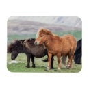 Search for dark brown magnets Animal