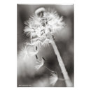 Search for medicinal herbs posters Medicine