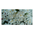 Search for daffodil bulbs posters White