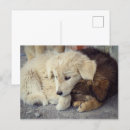 Search for strays postcards Pets