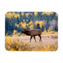 Search for leave magnets Animal