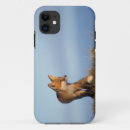 Search for vulpes vulpes iphone cases Nwr