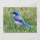 Search for blue jay bird postcards Pretty