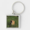 Search for striped tiger key rings Nature