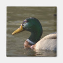 Search for mallards magnets Nature