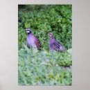 Search for quail posters Bobwhite
