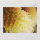 Search for radiant postcards Floral