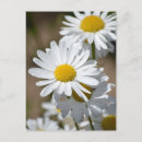 Search for spring daisy postcards Daisies